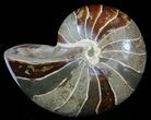 Large, Polished Nautilus Fossil - Madagascar #51678-1